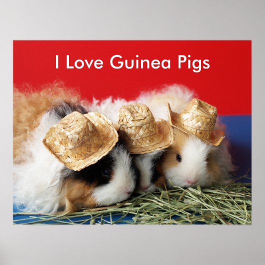 I Love Guinee Pigs Poster (Voorkant)