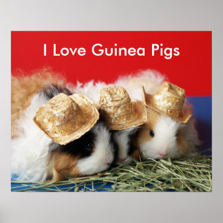 I Love Guinee Pigs Poster