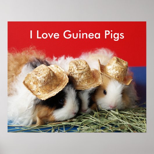 I Love Guinee Pigs Poster (Voorkant)