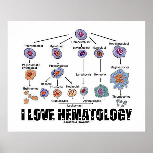 I Love Hematology Blood Cell Lineage Poster (Voorkant)