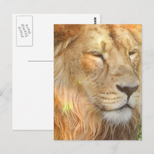 I Love Lions Briefkaart (Voorkant / Achterkant)
