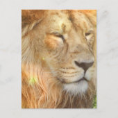 I Love Lions Briefkaart (Voorkant)