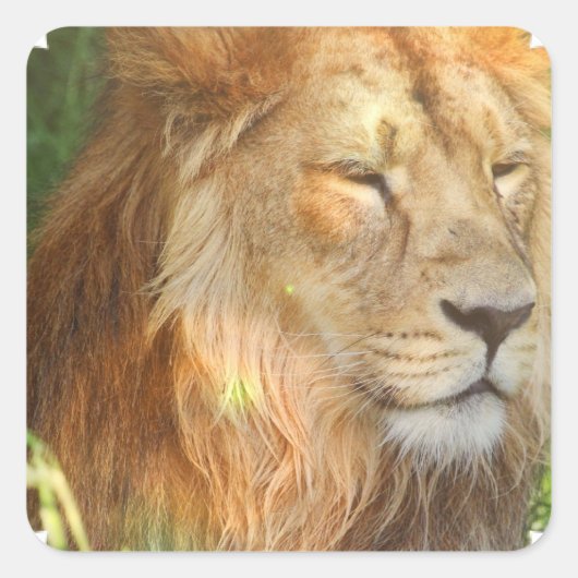 I Love Lions Stickers (Voorkant)