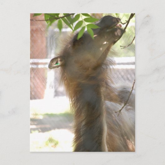 I Love Llamas Briefkaart (Voorkant)