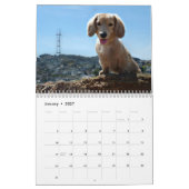 I Love Long Hair Miniature Dachshunds 12 mo Kalender (Jan 2027)