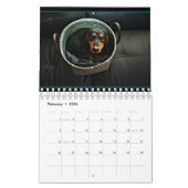 I Love Long Hair Miniature Dachshunds Kalender (Feb 2026)