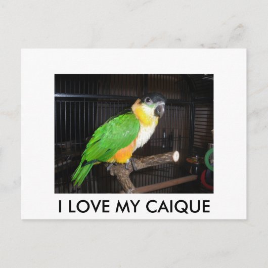 I LOVE MY CAIQUE BRIEFKAART (Voorkant)