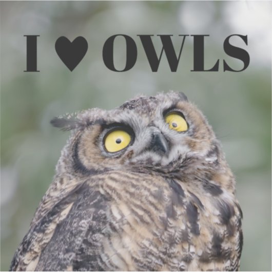 I Love Owls Sticker (Voorkant)