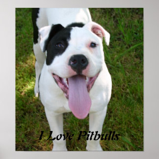 I Love Pitbulls Poster