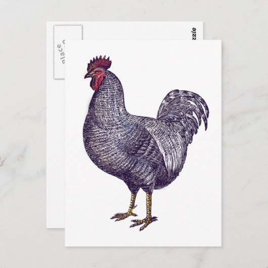 I Love Plymouth Rock Chickens -  Rooster Briefkaart (Voorkant / Achterkant)