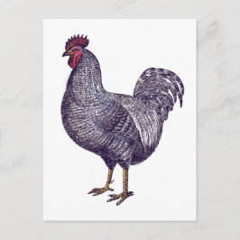 I Love Plymouth Rock Chickens - Rooster Briefkaart