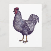 I Love Plymouth Rock Chickens -  Rooster Briefkaart (Voorkant)
