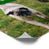 I Love Pugs Poster (Hoek)