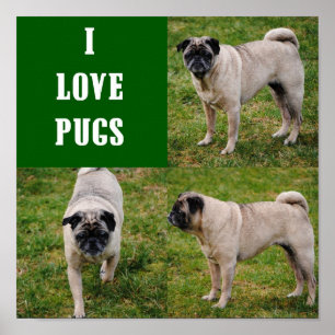 I Love Pugs Poster