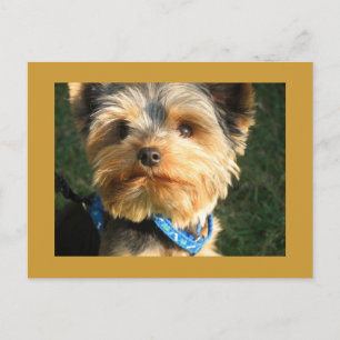 I Love Yorkies Briefkaart