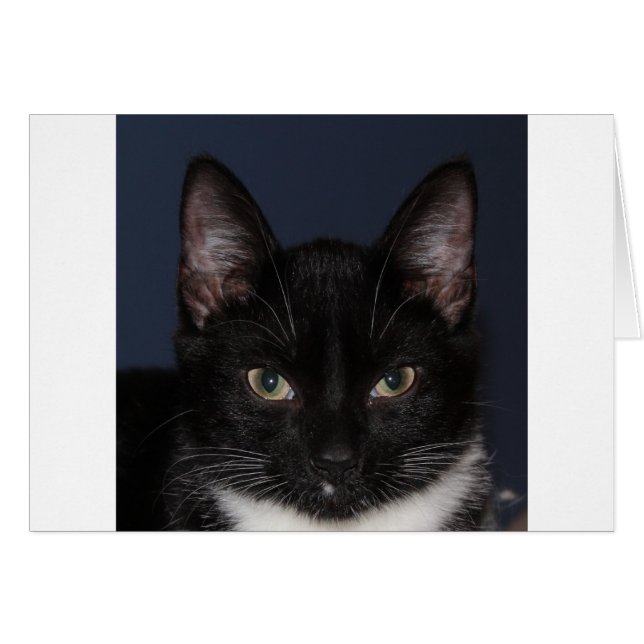 I LUV CATZ (Voorkant Horizontaal)