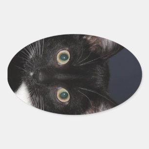 I LUV KATZ OVALE STICKER