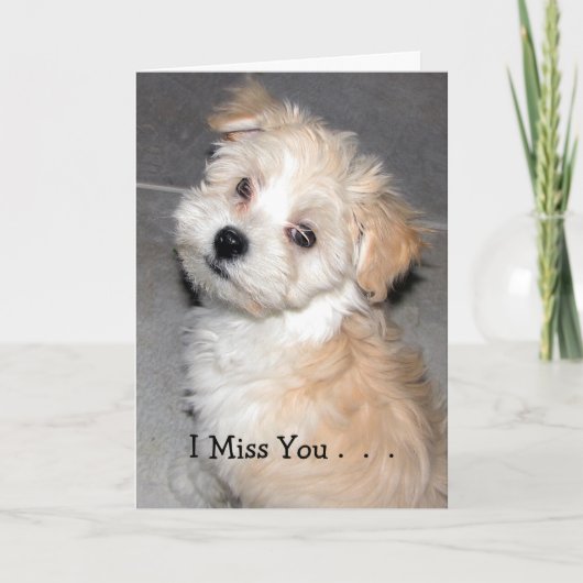I Misser You. - Puppy Havanese Kaart (Voorkant)