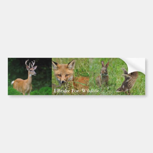 I Rem voor Bumpersticker van wilde dieren (Voorkant)