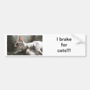 I Rem voor katten Bumpersticker