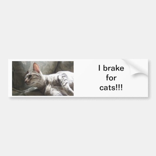 I Rem voor katten Bumpersticker (Voorkant)