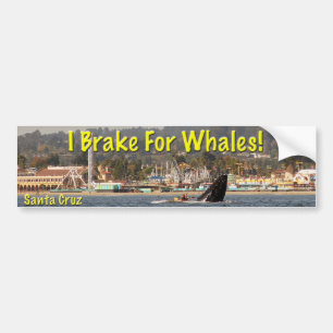 I Rem voor walvissen Santa Cruz-Bumpersticker Bumpersticker