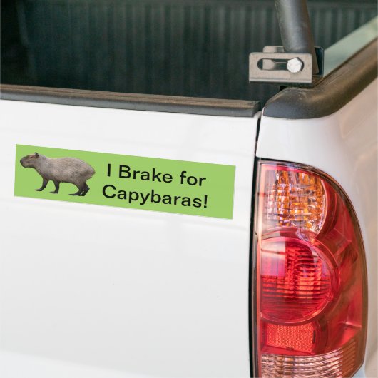 I remmen voor het Capybara Bumpersticker (Op Truck)