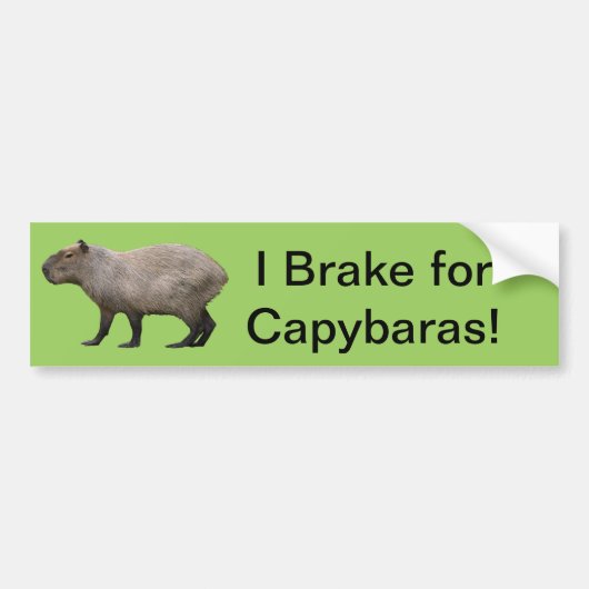 I remmen voor het Capybara Bumpersticker (Voorkant)
