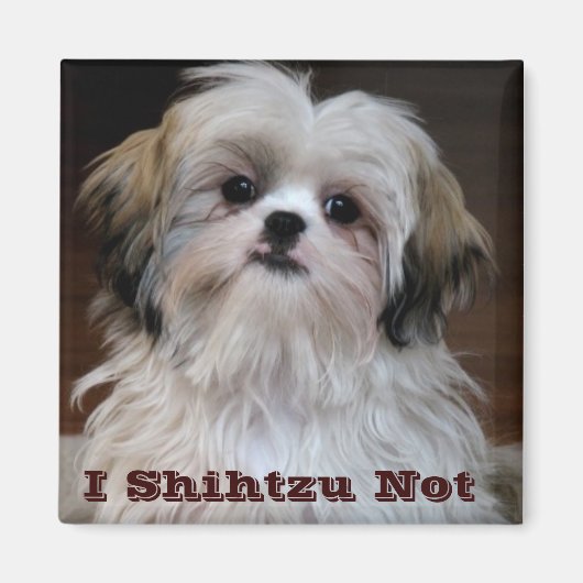 I Shihtzu Niet grappig shih tzu koelkast magneet (Voorkant)