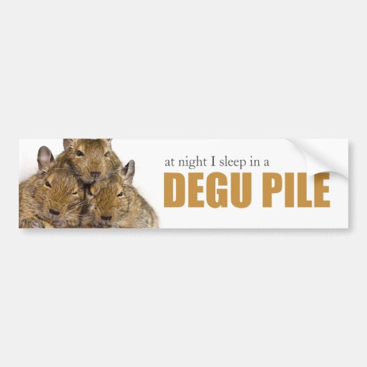 I Slaap in een Degu Pile Bumpersticker (Voorkant)