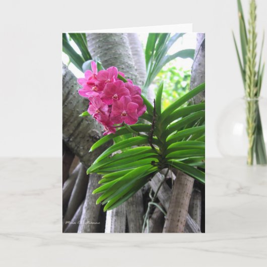 Iao Valley - Maui, Hawaï Kaart (Voorkant)