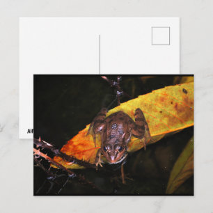 Iberiaanse Waterkikker op Blad Briefkaart
