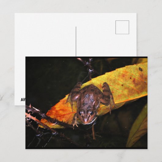 Iberiaanse Waterkikker op Blad Briefkaart (Voorkant / Achterkant)