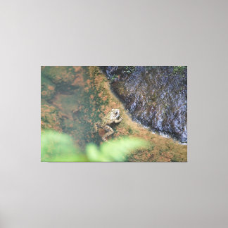Iberische Kikker In De Azoren Canvas Afdruk