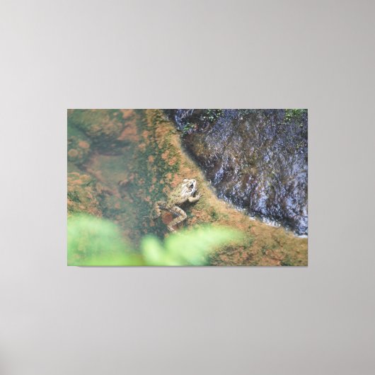 Iberische Kikker In De Azoren Canvas Afdruk (Voorkant)