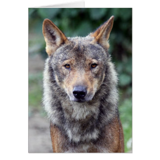iberische wolf