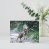 iberische wolf briefkaart (Staand voorkant)