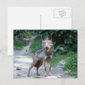 iberische wolf briefkaart (Voorkant / Achterkant)