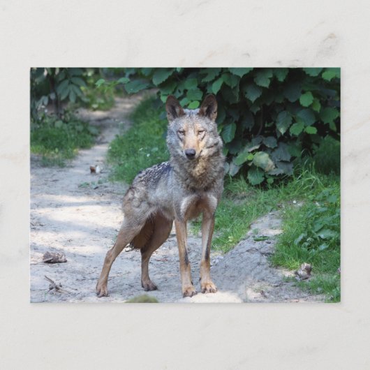 iberische wolf briefkaart (Voorkant)