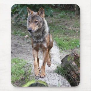 iberische wolf muismat