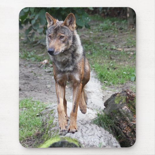 iberische wolf muismat (Voorkant)