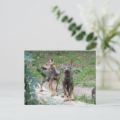 iberische wolfjongen briefkaart (Staand voorkant)