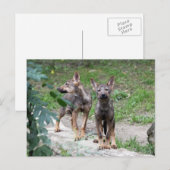 iberische wolfjongen briefkaart (Voorkant / Achterkant)