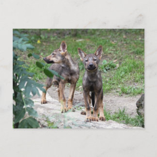 iberische wolfjongen briefkaart