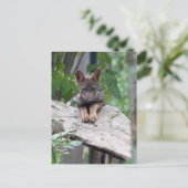 iberische wolfpup briefkaart (Staand voorkant)