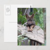iberische wolfpup briefkaart (Voorkant / Achterkant)