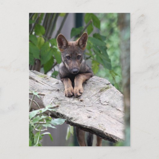 iberische wolfpup briefkaart (Voorkant)