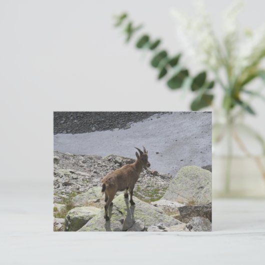 Ibex Chamonix French Alps Briefkaart (Staand voorkant)