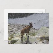 Ibex Chamonix French Alps Briefkaart (Voorkant / Achterkant)
