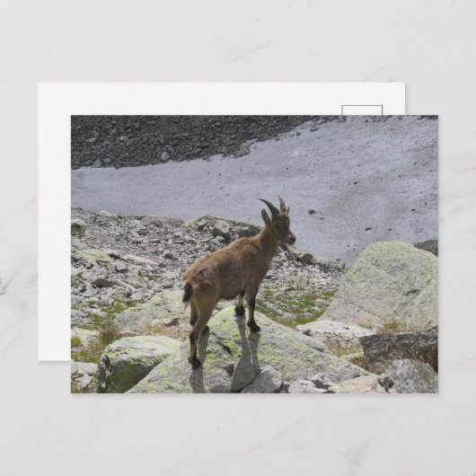 Ibex Chamonix French Alps Briefkaart (Voorkant / Achterkant)